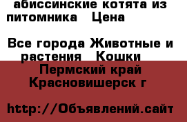 абиссинские котята из питомника › Цена ­ 15 000 - Все города Животные и растения » Кошки   . Пермский край,Красновишерск г.